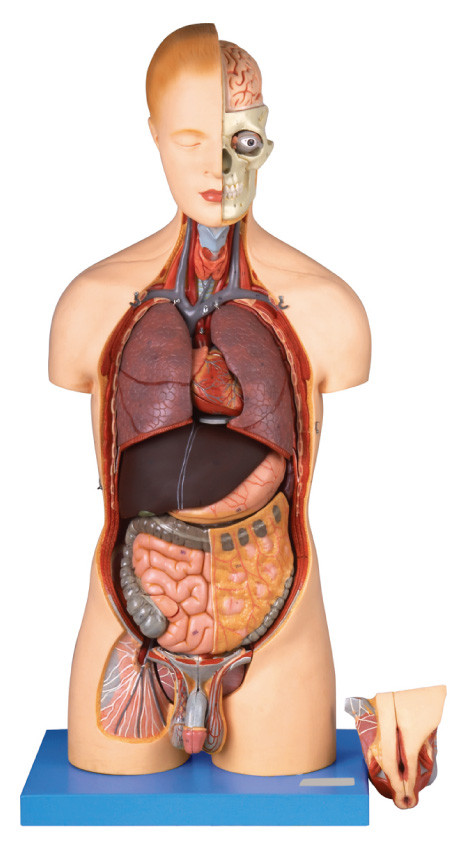 20 bagian dual sex torso Human Anatomy Model ukuran hidup dengan model organ innner