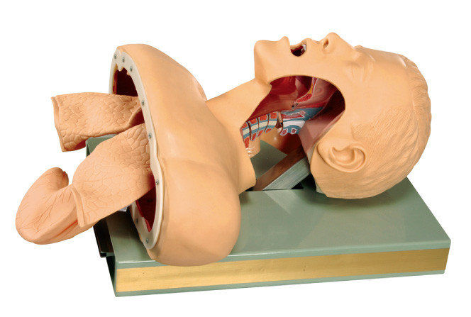 Human Tracheal Resuscitation Manikin dengan Alarm Elektronik Untuk Pelatihan dan Pengajaran