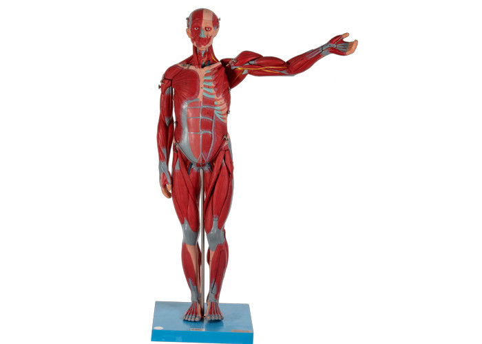 Model Otot Anatomi Pria Berat dan Tinggi dengan Organ Dalam