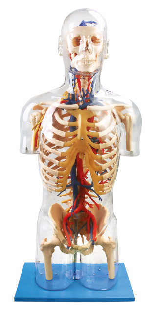 Manusia asli terlihat Model Anatomi Manusia Boneka pendidikan syaraf dan vaskular utama
