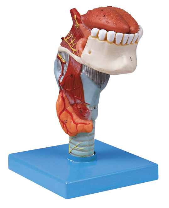 ISO pabrik Model anatomi manusia Larynx dengan toungue, model manusia gigi