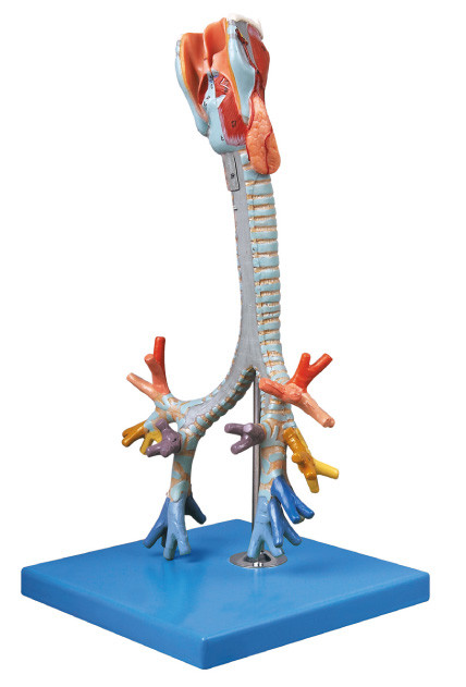 CE menyetujui kualitas Human Anatomy Model Trachea, boneka latihan bronkial