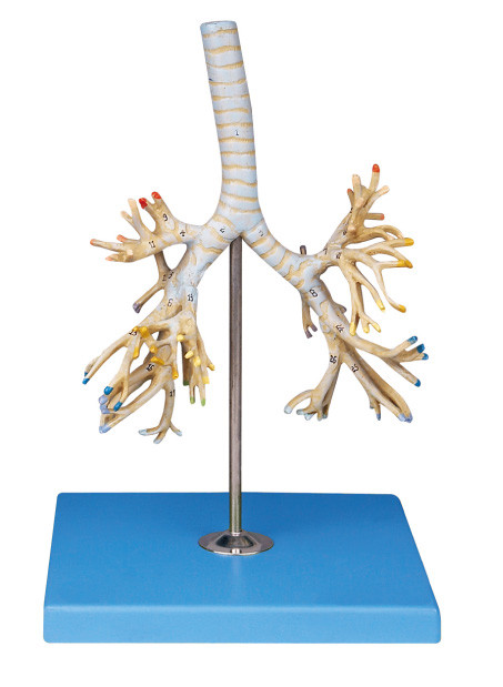 Advanced PVC Human Anatomy Model pohon bronkial 50 posisi dispalyed untuk pelatihan Colleage