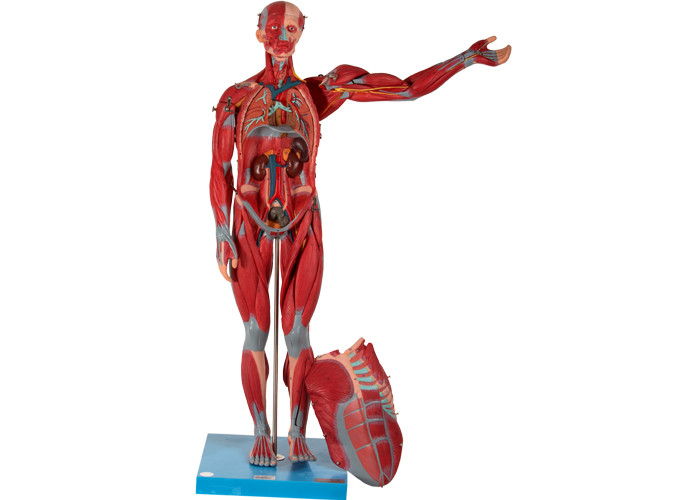 Model Anatomi Otot Manusia Pria dengan Organ Internal untuk Pelatihan Sekolah Kedokteran