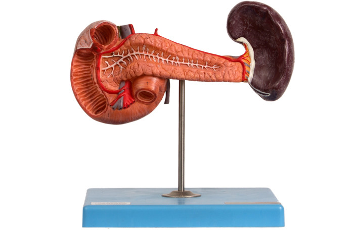 PVC Anatomi Pankreas Limpa Model Duodenum Untuk Rumah Sakit Pengajaran