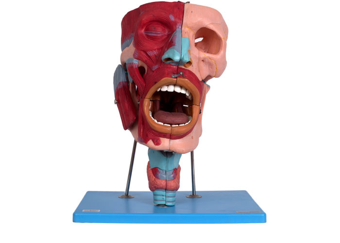 Model Kepala Anatomi Manusia Dengan Hidung Oral Pharynx Laring Cacities