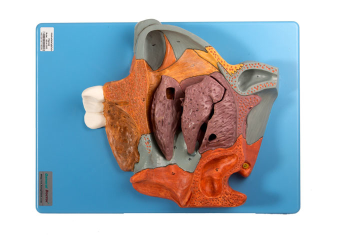 Model Anatomi Manusia Sagittal Median Bagian Rongga Hidung Untuk Pelatihan yang Diperbesar