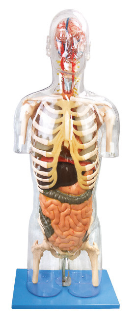 Human Anatomy Model Transparan Troso Alat pendidikan PVC yang canggih untuk pelatihan