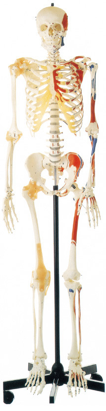 Promosi Kerangka Manusia dengan Model Anatomi Manusia Otot Dicat satu sisi