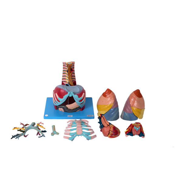 Model Anatomi Rongga Toraks dengan 17 Bagian untuk Pelatihan Sekolah Kedokteran