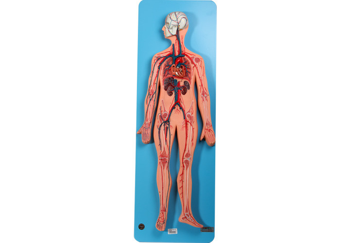 Model Anatomi Sistem Peredaran Darah Meliputi Arteri Dan Vena Untuk Pelatihan
