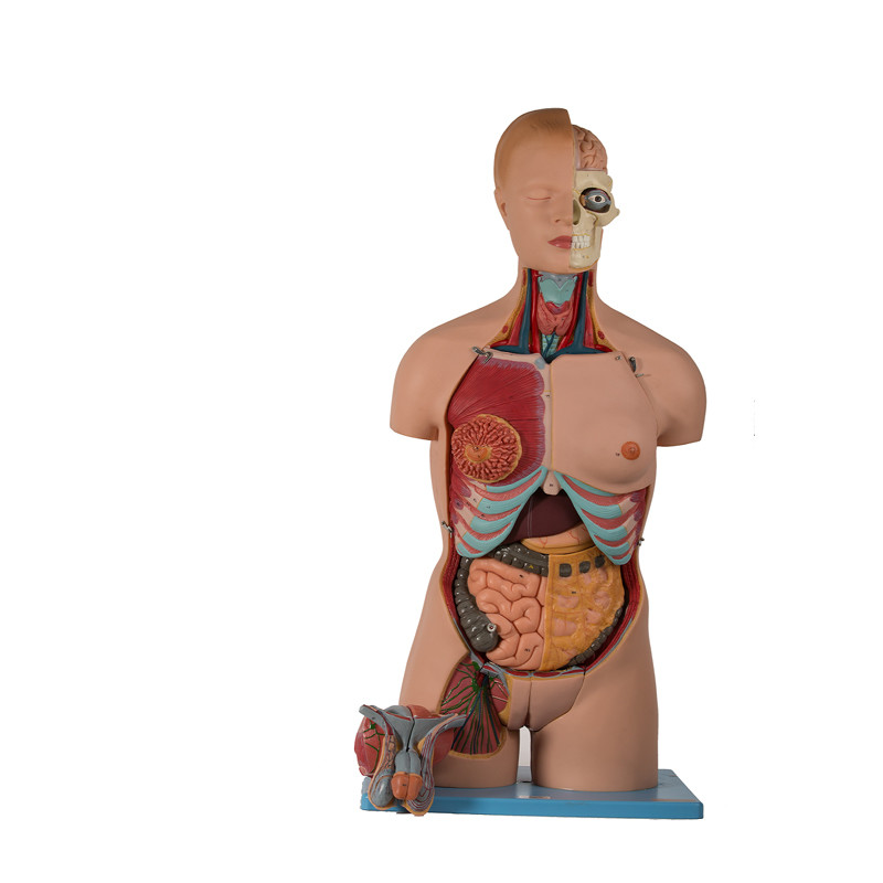 20 Bagian Model Anatomi Manusia PVC Torso Dengan Kepala Terbuka