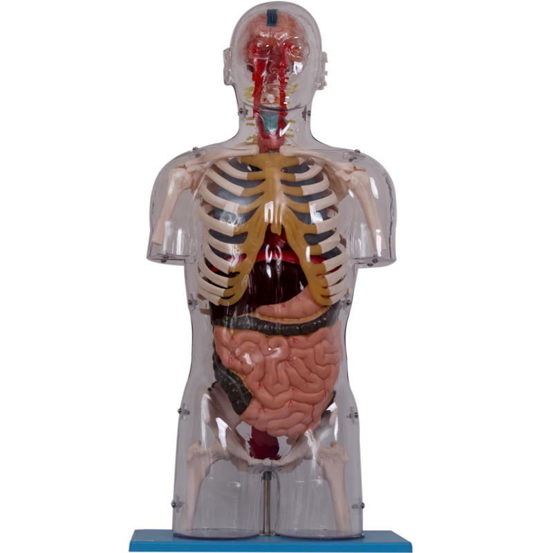 Model Anatomi Manusia Cat PVC Realistis Dengan Organ Dalam