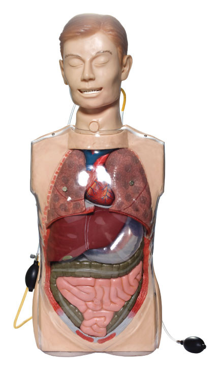 Simulator Lavage Lambung Transparan dengan Organ Anatoni untuk Pelatihan Klinis
