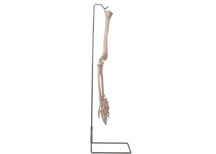 ISO 9001 Model Tulang Lengan Manusia Anatomi 3D untuk Pengajaran Anatomi