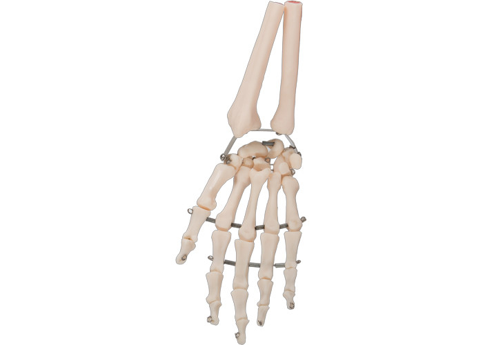 Bahan PVC Model Tulang Tangan Manusia 3D Untuk Pelatihan Medis