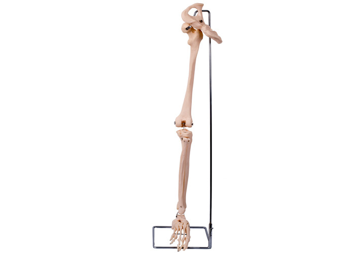 Model Tulang Pinggul Kaki Bagian Bawah PVC 3D Untuk Pelatihan Medis