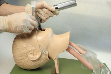 Struktur Anatomi yang Realistis dengan Mulut Anak, Pharynx, Tracheafor untuk Pelatihan Intubasi