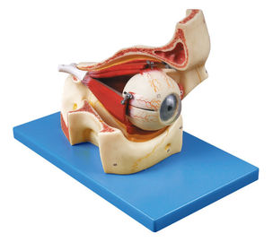Eyeball with parts of Orbit Human Anatomy model shows the skull and ocular muscles