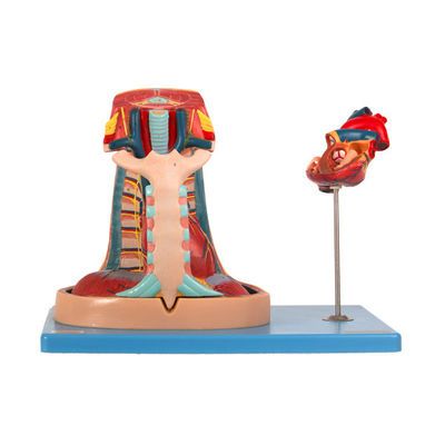 Impor Model Mediastinum Anatomi PVC untuk Pelatihan Sekolah Kedokteran