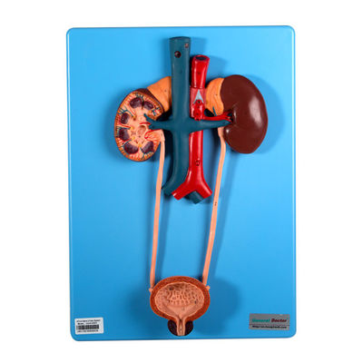 Mode Kemih Termasuk Ginjal Dan Kandung Kemih Untuk Pembelajaran Sekolah