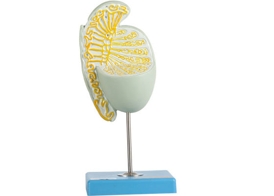 Inner Struction Magnified Testicle Model Untuk Pelatihan Sekolah Kedokteran