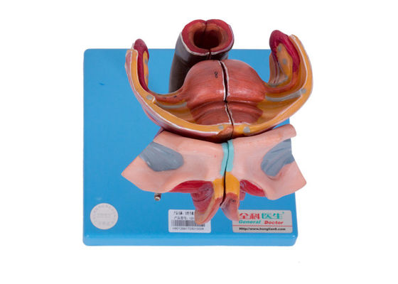 Model Organ Genital Eksternal Dan Internal Wanita Untuk Pelatihan Perguruan Tinggi